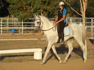 in hand biomechanics dressage course