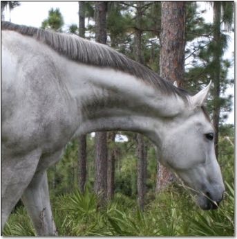 equine neck