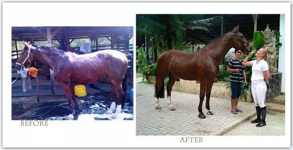 dressage course in hand biomechanics