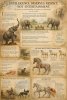 Fake Lines The Fake Line – Scientific illustration of animal intelligence, horse biomechanics, and accurate observation.