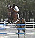 horse jumping